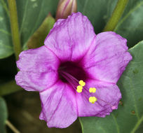 Image de Mirabilis multiflora var. pubescens S. Wats.