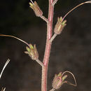 Image of <i>Phacelia campanularia</i> var. <i>vasiformis</i>