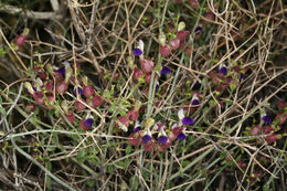 Imagem de Scutellaria mexicana (Torr.) A. J. Paton