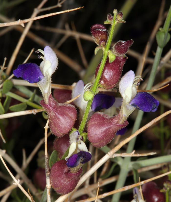 Imagem de Scutellaria mexicana (Torr.) A. J. Paton