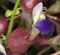 Imagem de Scutellaria mexicana (Torr.) A. J. Paton