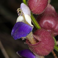 Imagem de Scutellaria mexicana (Torr.) A. J. Paton