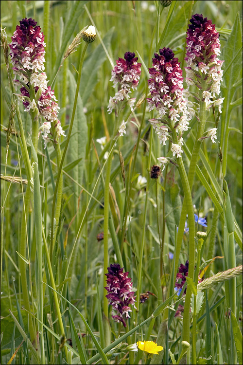 <i>Orchis ustulata</i>的圖片