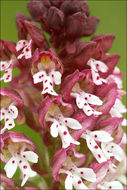 <i>Orchis ustulata</i>的圖片