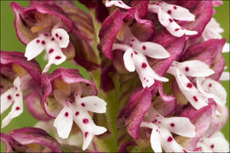 <i>Orchis ustulata</i>的圖片