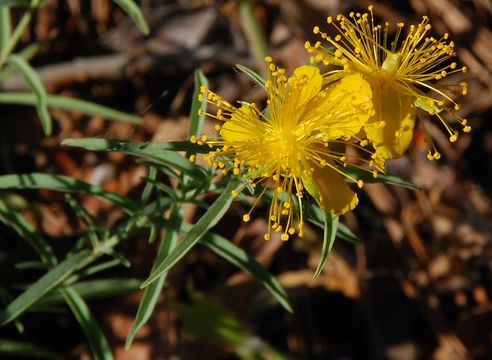 Plancia ëd Hypericum concinnum Benth.