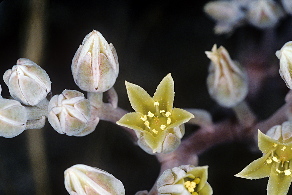 Imagem de Dudleya abramsii subsp. setchellii (Jeps.) Moran