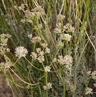 Image of California Buckwheat