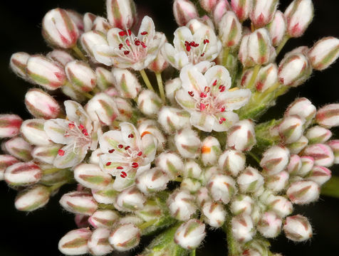 Image of California Buckwheat