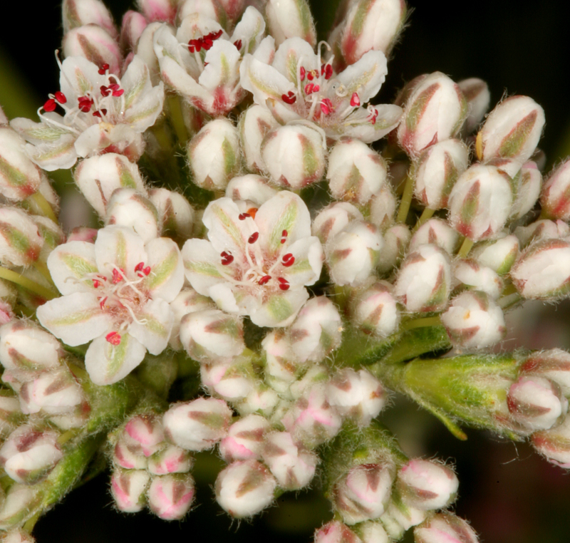 Image of California Buckwheat