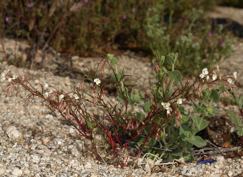 Image of narrowleaf suncup