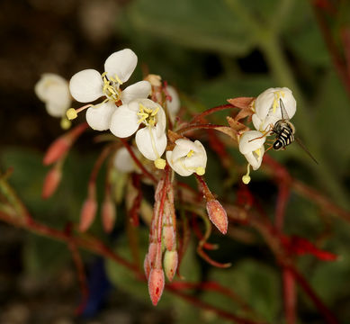 Image of narrowleaf suncup