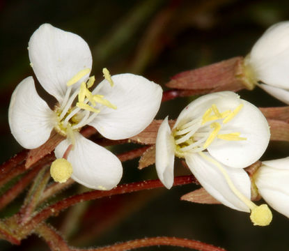 Eremothera refracta (S. Watson) W. L. Wagner & Hoch resmi