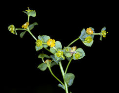 Euphorbia schizoloba Engelm. resmi