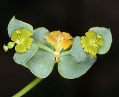 Euphorbia schizoloba Engelm. resmi