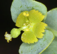 Euphorbia schizoloba Engelm. resmi