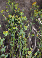 Euphorbia schizoloba Engelm. resmi