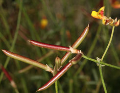 <i>Acmispon rigidus</i> resmi