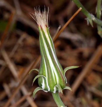 Image de Rafinesquia neomexicana A. Gray