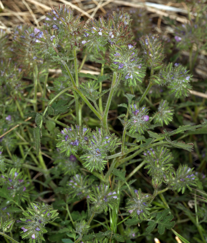 Image of hiddenflower phacelia