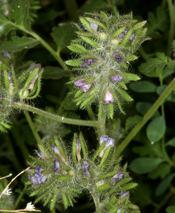 Image of hiddenflower phacelia