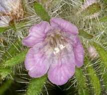 Image of hiddenflower phacelia