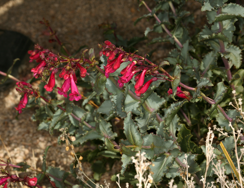 Image of desert penstemon