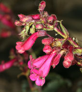 Image of desert penstemon