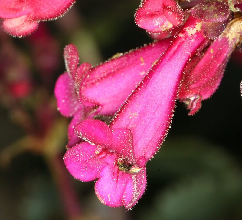 Image of desert penstemon