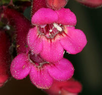 Image of desert penstemon