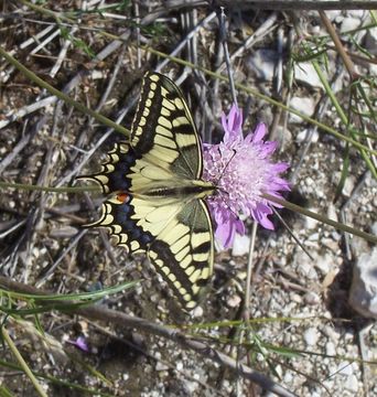 Image of Old World Swallowtail