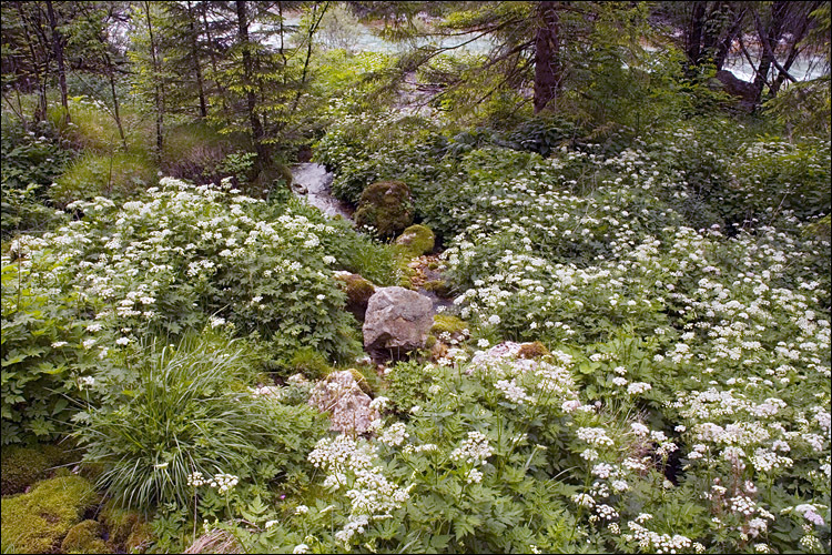 Imagem de Chaerophyllum hirsutum L.