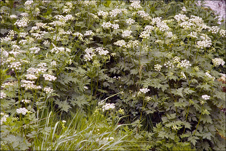 Image of Chaerophyllum hirsutum L.