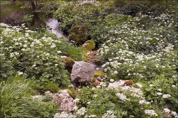 Image of Chaerophyllum hirsutum L.