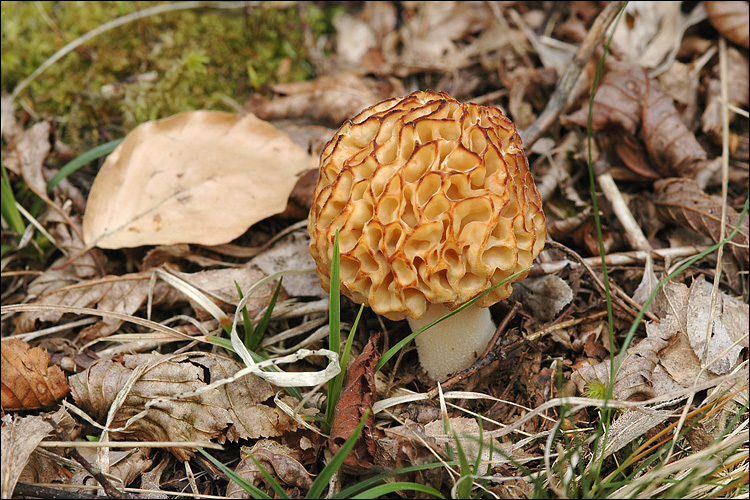 Image of <i>Morchella spongiola</i>