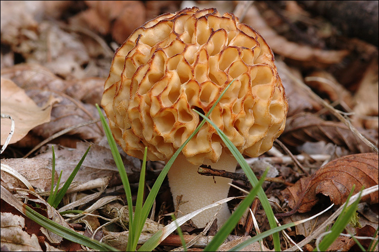 Image of <i>Morchella spongiola</i>