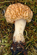 صورة <i>Morchella spongiola</i>