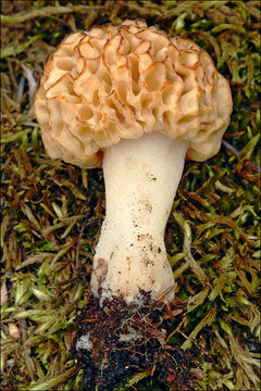 Image of <i>Morchella spongiola</i>