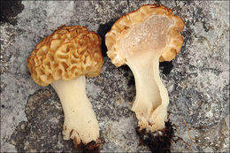 Plancia ëd <i>Morchella spongiola</i>