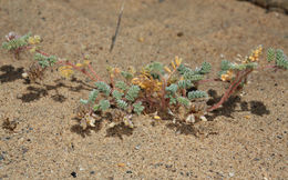 Image of hairy prairie clover