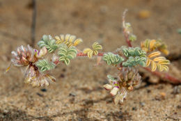 Image of hairy prairie clover