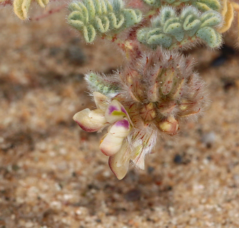 Image of hairy prairie clover