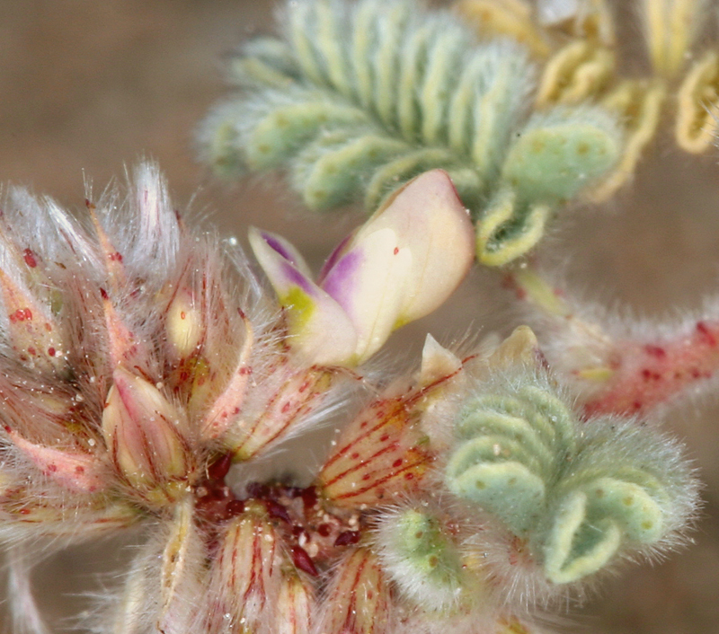 Image of hairy prairie clover