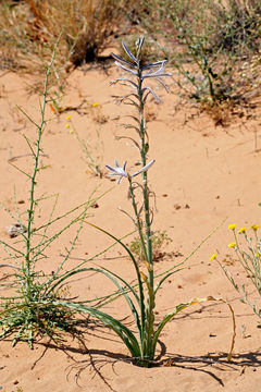 Image de Hesperocallis undulata A. Gray