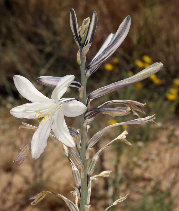 Image of desert lily