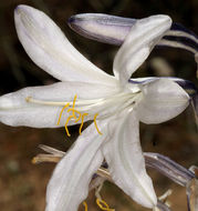 Image of desert lily