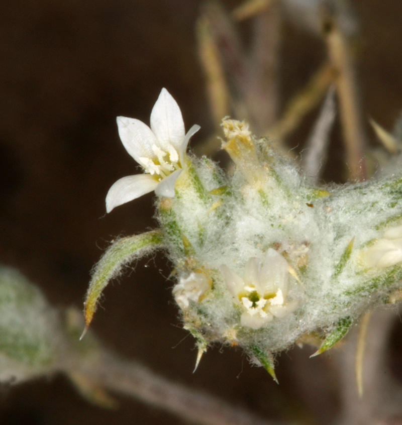 Image of Harwood's woollystar