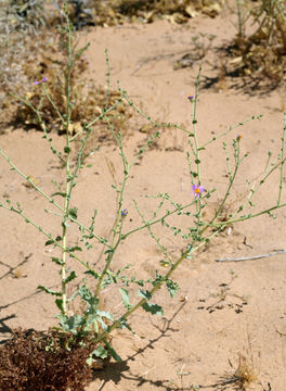 Image of Dieteria canescens var. leucanthemifolia (Greene) D. R. Morgan & R. L. Hartman