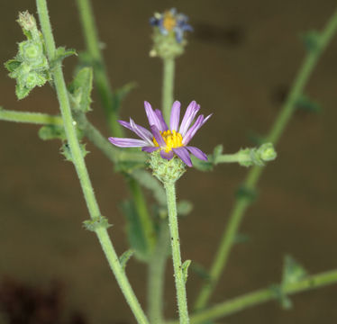 Image of Dieteria canescens var. leucanthemifolia (Greene) D. R. Morgan & R. L. Hartman