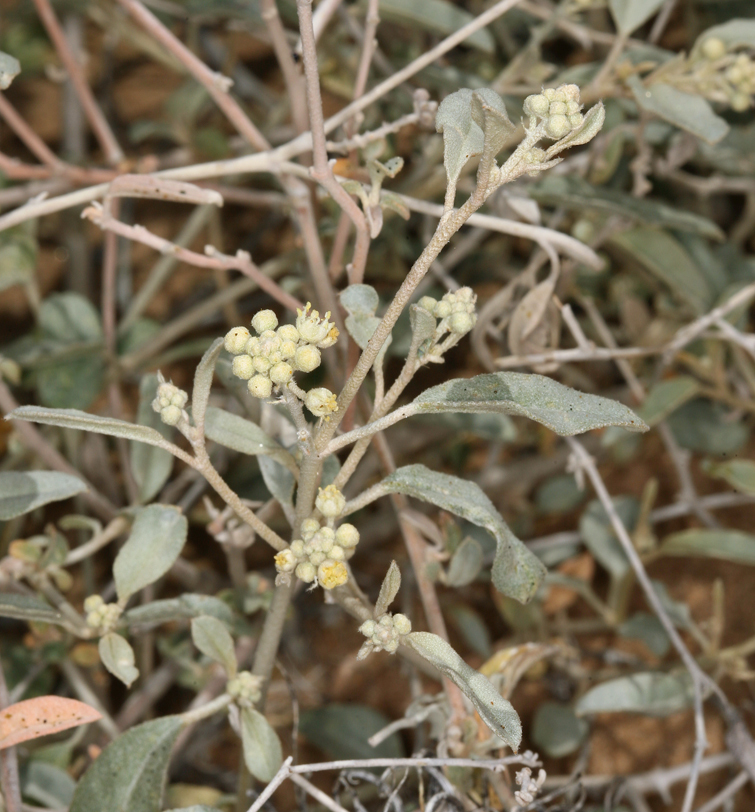 Слика од Croton californicus Müll. Arg.